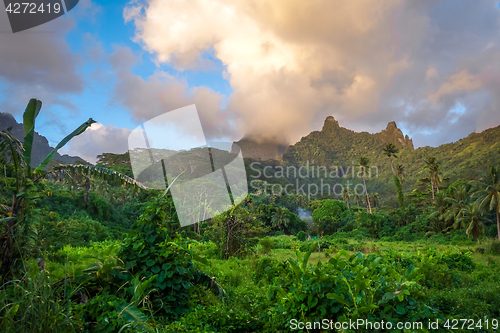 Image of Moorea island jungle and mountains landscape