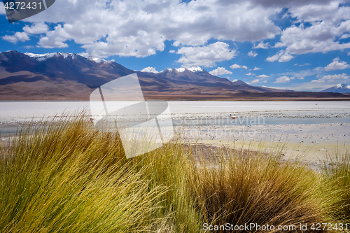 Image of Laguna Honda in sud Lipez Altiplano reserva, Bolivia