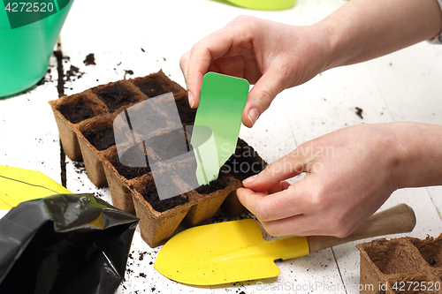 Image of Sowing the seeds into pots. Home cultivation