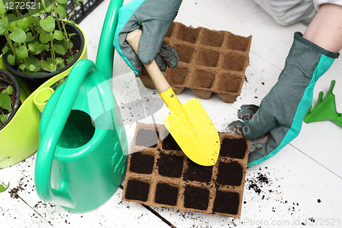 Image of Sowing of crops in the home, peat pot Pot peat, natural crops