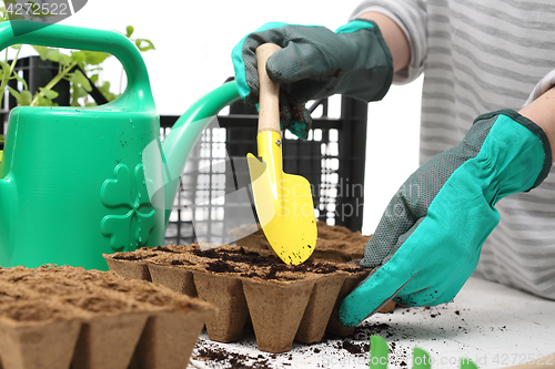 Image of Seeds, gardener prepares the seedlings