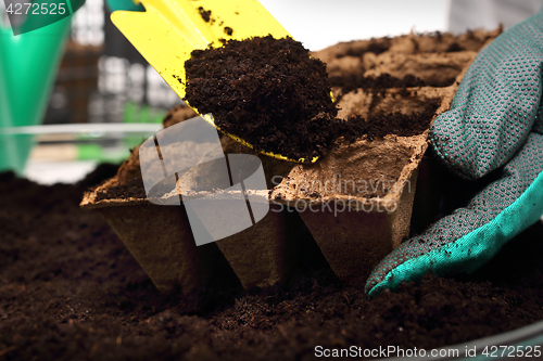 Image of Sowing of crops in the home, peat pot Pot peat, natural crops