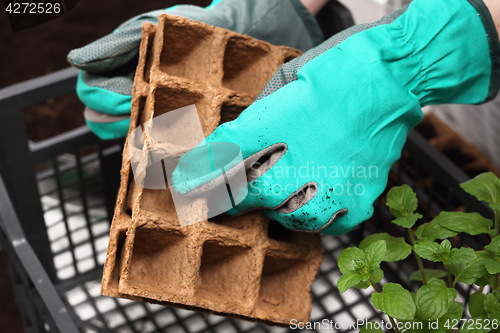 Image of Ecological garden, sowing plants into pots of peat