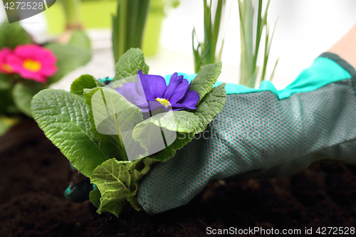 Image of Colorful flowers Spring planting pot plants