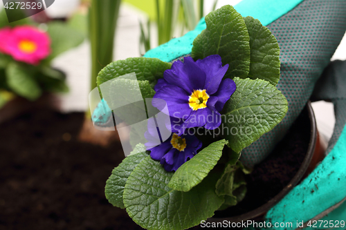 Image of Planting plants in pots