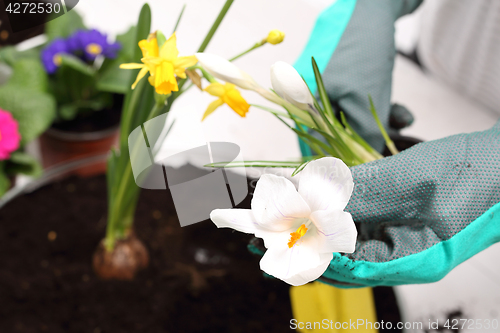 Image of Planting plants, flower arrangement