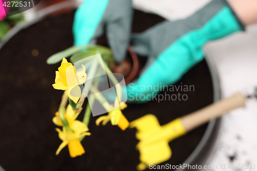 Image of Colorful flowers