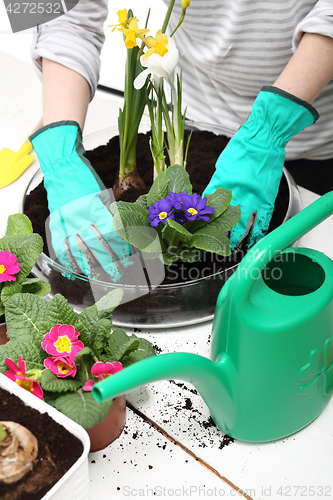 Image of Transplanting flowers