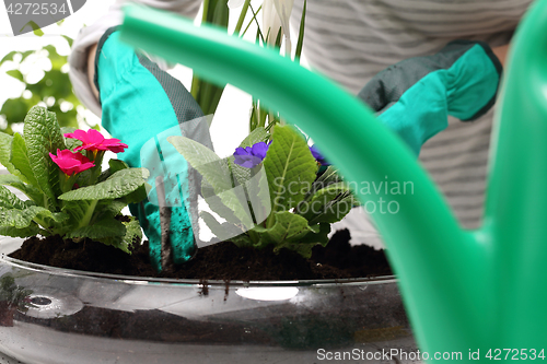 Image of The woman planted colorful flowers in pots 