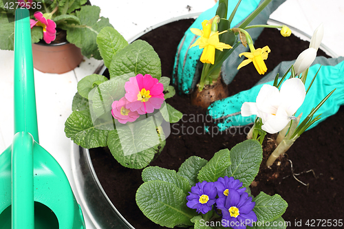 Image of Spring planting pot plants Planting potted plants, colorful primroses