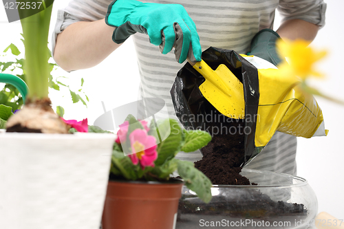 Image of Gardener plants are planted in pots land for flowers 