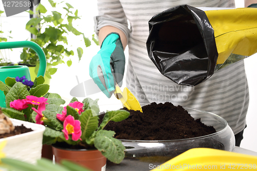 Image of Planting potted flowers.