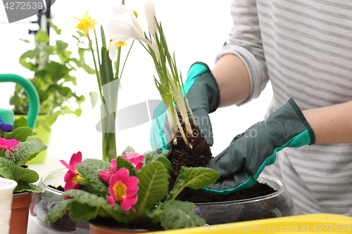 Image of Transplanting flowers