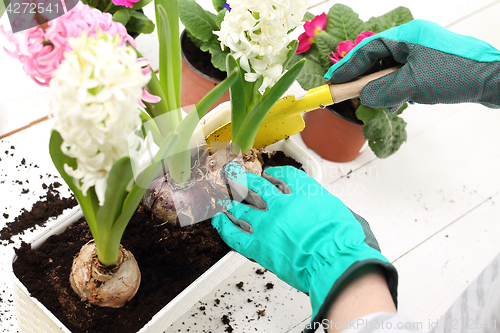 Image of Spring in the garden Flowers, plant care.