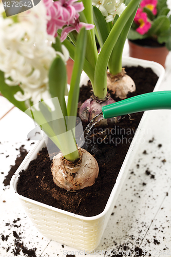 Image of Planting of bulbous plants, hyacinth