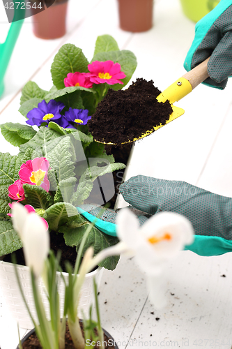 Image of Planting potted flowers.