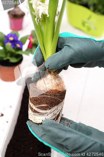 Image of Planting of bulbous plants, hyacinth