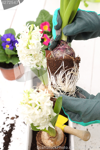 Image of Hyacinth, repotting plants