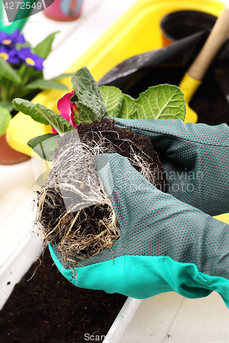 Image of Roots, repotting houseplants.