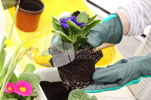 Image of The woman planted colorful flowers in pots 