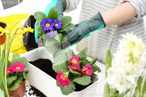 Image of Spring flower arrangement,