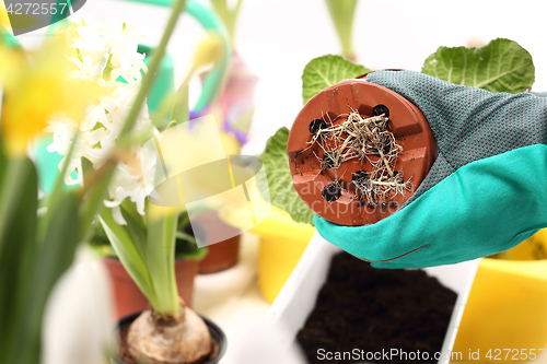 Image of Roots, repotting houseplants.