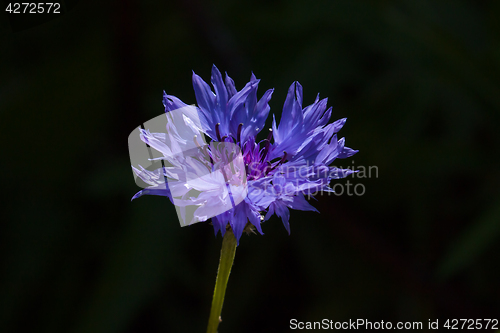 Image of Cornflower in Sunlight