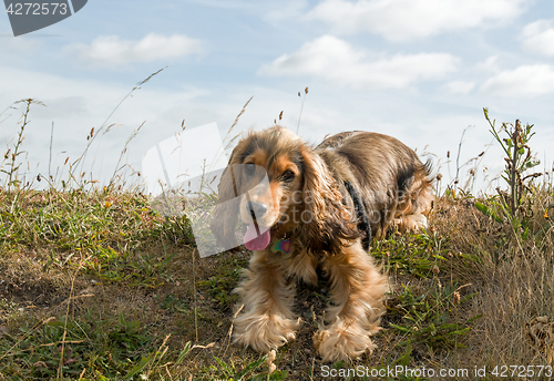 Image of English Show Cocker Spaniel Puppy Panting