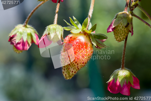 Image of Strawberries