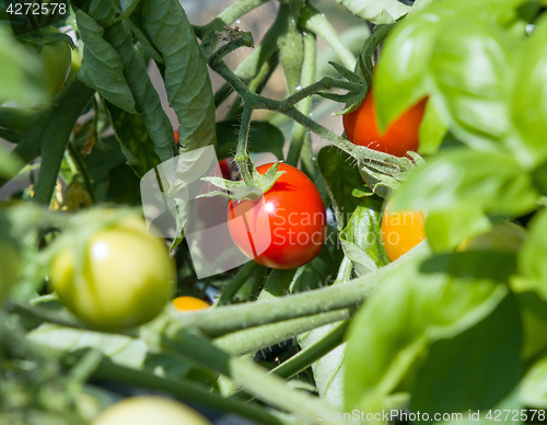 Image of Tomatoes Ripening