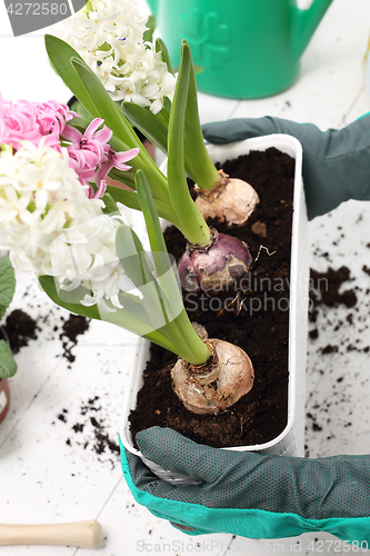 Image of The woman planted colorful flowers in pots 