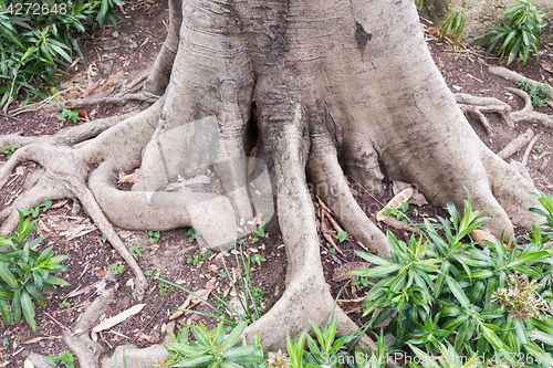 Image of Tree Roots