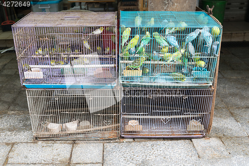 Image of Canaries in Birdcages