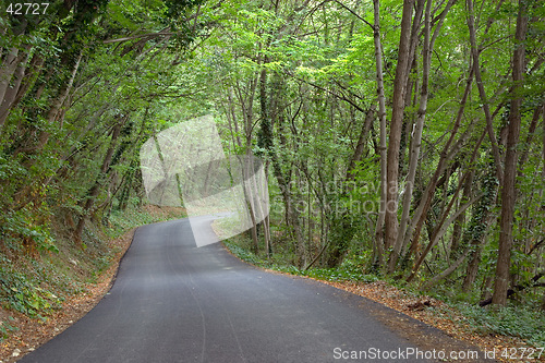 Image of Lush green wood near Travo, Valtrebbia, Italy