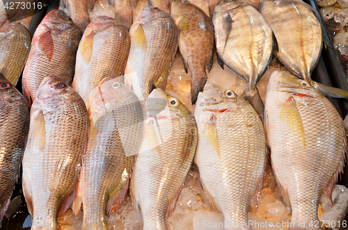 Image of Fresh fishes just caught from sea are being sold at a market