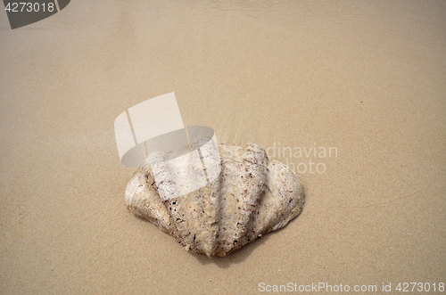 Image of Shell on the beach