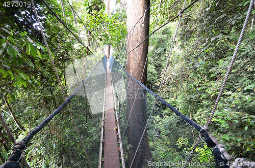Image of Poring Treetop Canopy Walk