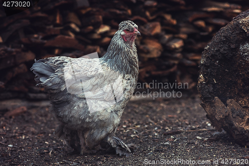 Image of Chicken walking in the yard