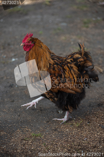 Image of Rooster walking in the yard