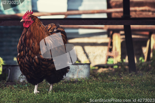 Image of Rooster walking in the yard