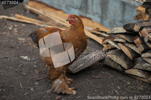 Image of Chicken walking in the yard