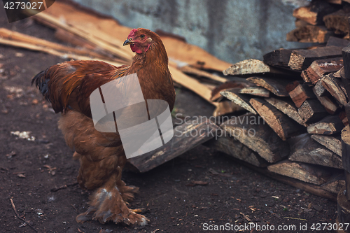 Image of Chicken walking in the yard