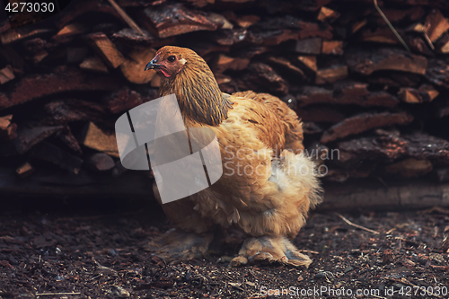 Image of Chicken walking in the yard