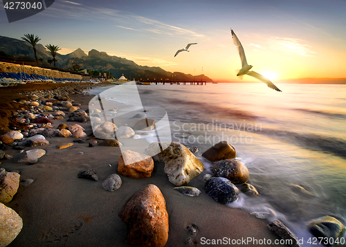 Image of Seagulls over beach