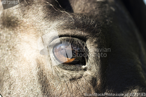 Image of Eye of a black Horse