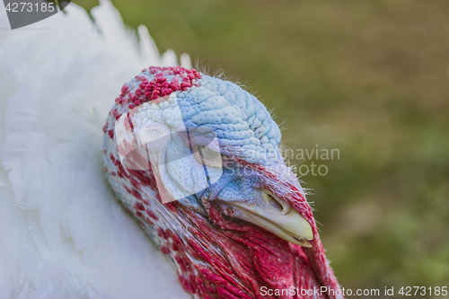 Image of Portrait from Turkey hen