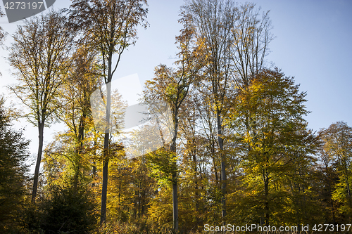 Image of Autumn forest impressions