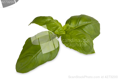 Image of Fresh leaf of basil