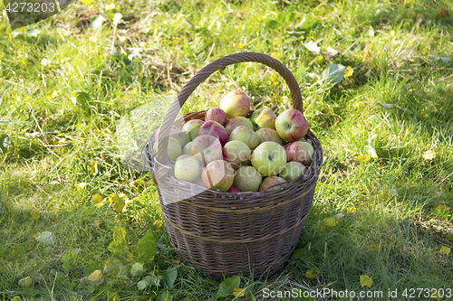 Image of Fresh apples in a basket