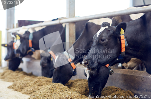 Image of herd of cows eating hay in cowshed on dairy farm